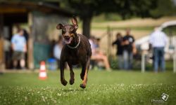 Der Hundesportverein Vogtei/Oberdorla lädt zum Sommerfest 2015 herzlich ein!